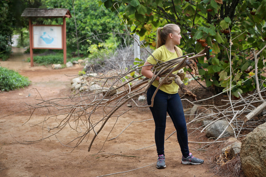 Ashley Brent, a STEM Ambassador, takes the dead clippings from a Guatemalan Orange Flowering Maple down to a pile of wood to be put through the wood chipper to be turned into mulch at the Spring 2016 Arboretum Beautification Day on April 30. Michaela Sanderson/The Telescope