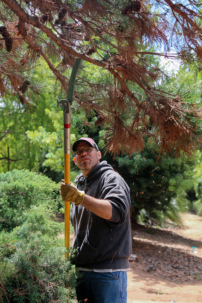 Tony Rangel, President of the Friends of Palomar College Arboretum, trims off the dead parts of a pine tree at the Spring 2016 Arboretum Beautification Day on April 30. Michaela Sanderson/The Telescope
