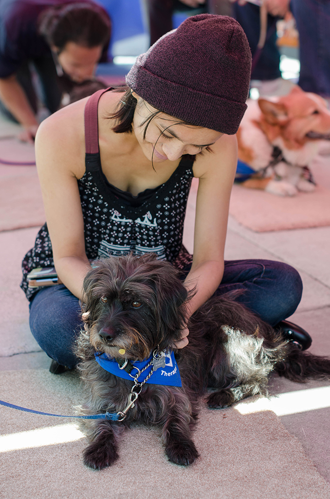 Palomar student Steph Santagio sits under Love on a Leash's canopy petting Daisy, a pet therapy dog used to help relievate the petters stress. This was just a part of Palomar College's Career Day held at the Student Union on April 27. Tracy Grassel/The Telescope