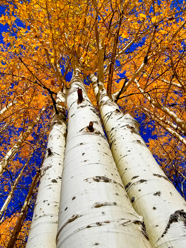 Aspens in Lee Vining Canyon. Photo courtesy of Todd Myers