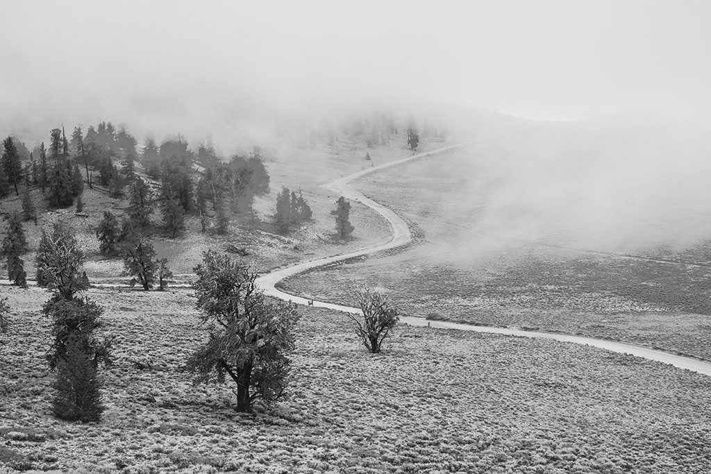 Road to Schulman Grove in the fog in the Ancient Bristlecone Pine Forest. Photo by Dan Nougier