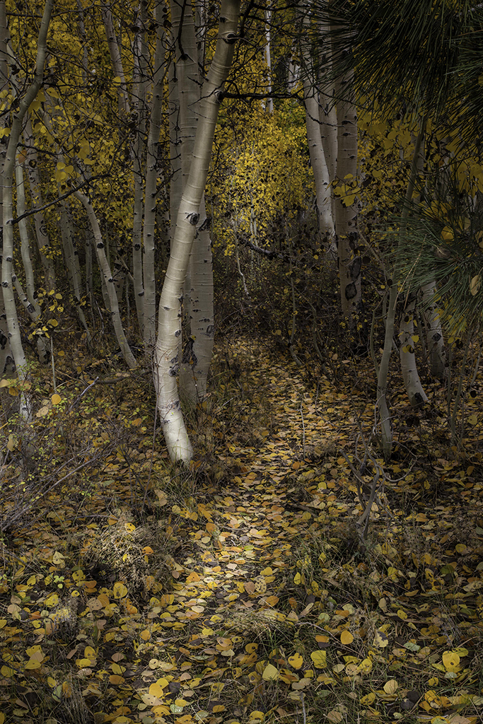 Aspendell Forest. Photo by Dusty Wynne