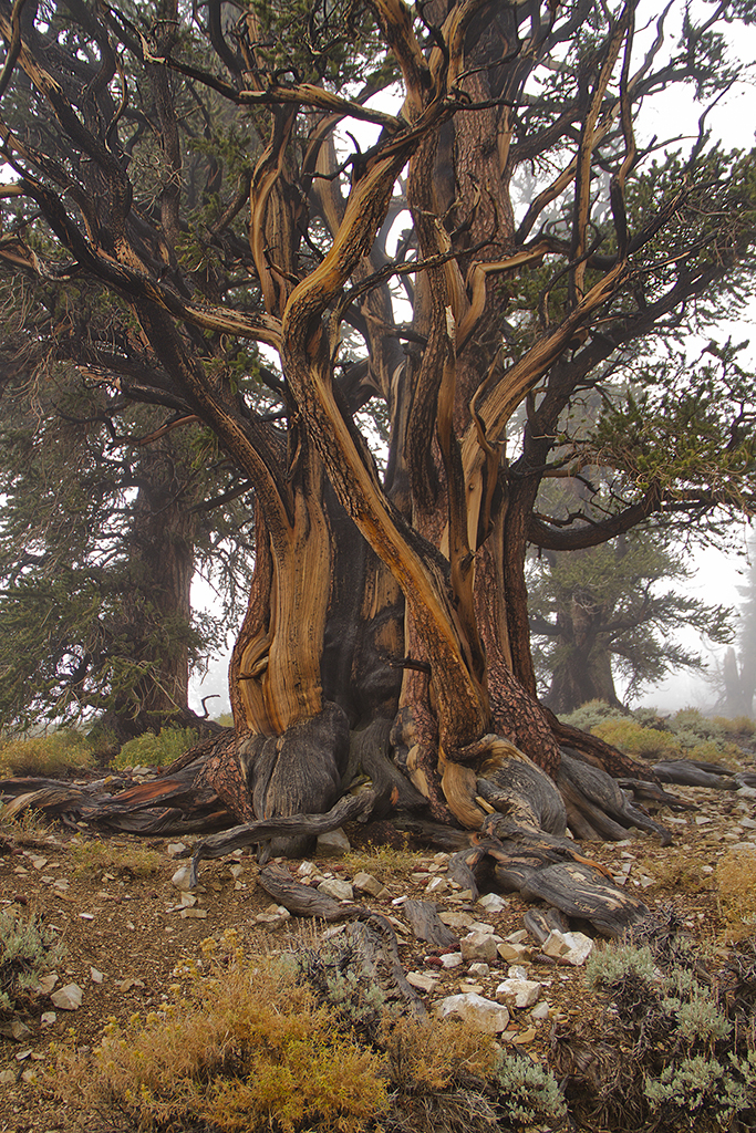 Bristlecone Pine Forest. Photo by Marcela Alauie