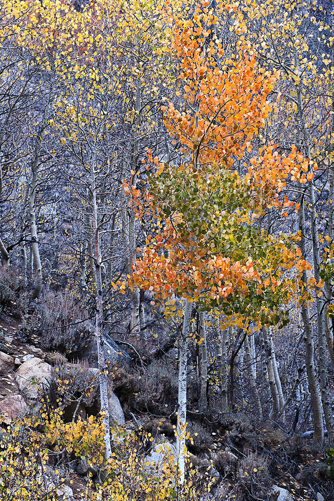 Fall colors at Rock Creek. Photo by Terry Ogden