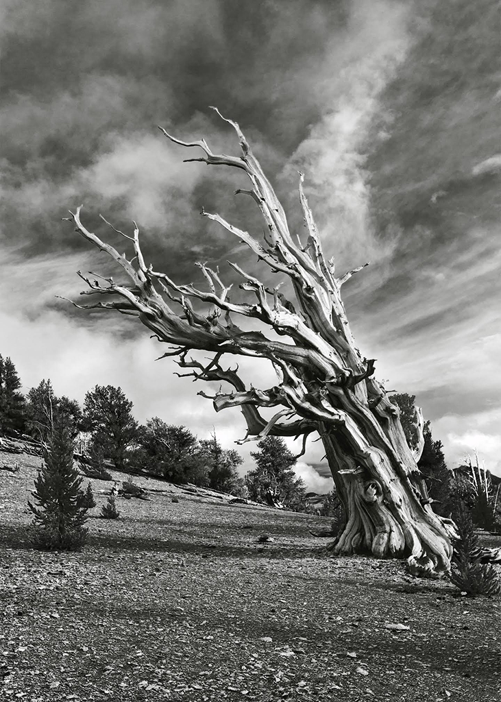 Patriarch Grove at the Ancient Bristlecone Pine Forest. Photo by Terry Ogden