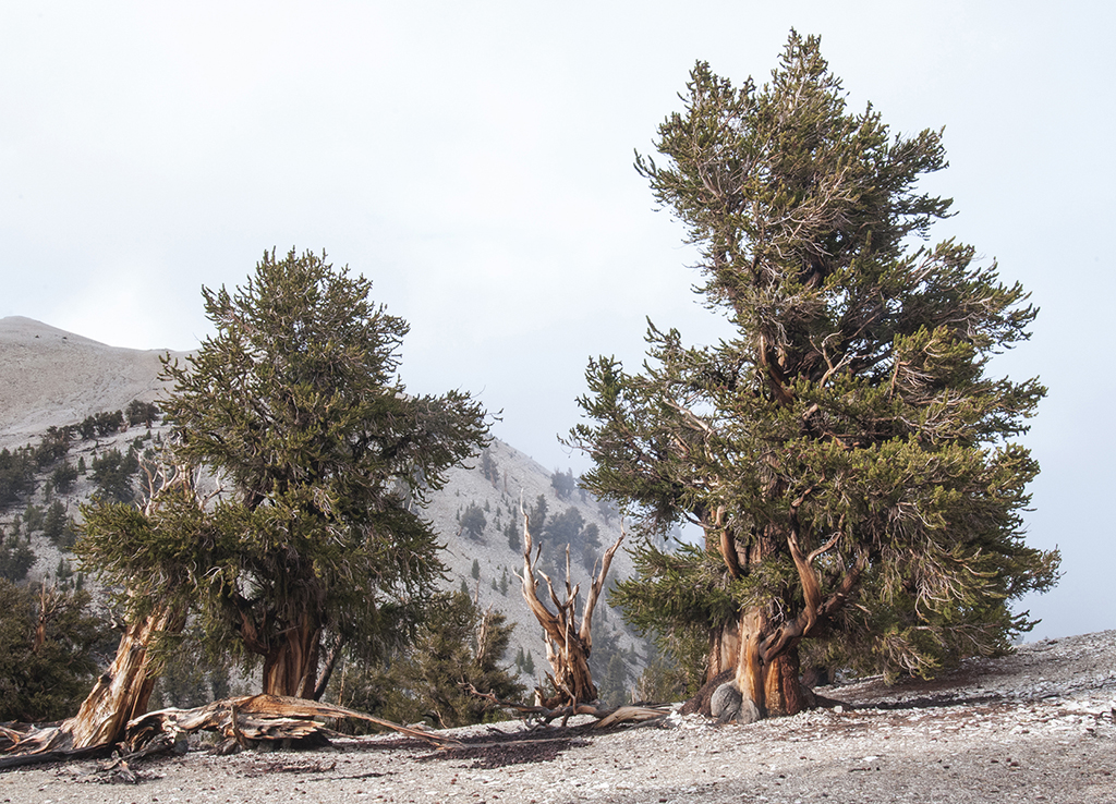 Ancient Bristlecone Pine Forest. Yvette Monteleone / The Telescope