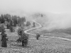 Road to Schulman Grove in the fog in the Ancient Bristlecone Pine Forest. Photo by Dan Nougier