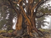 Bristlecone Pine Forest. Photo by Marcela Alauie