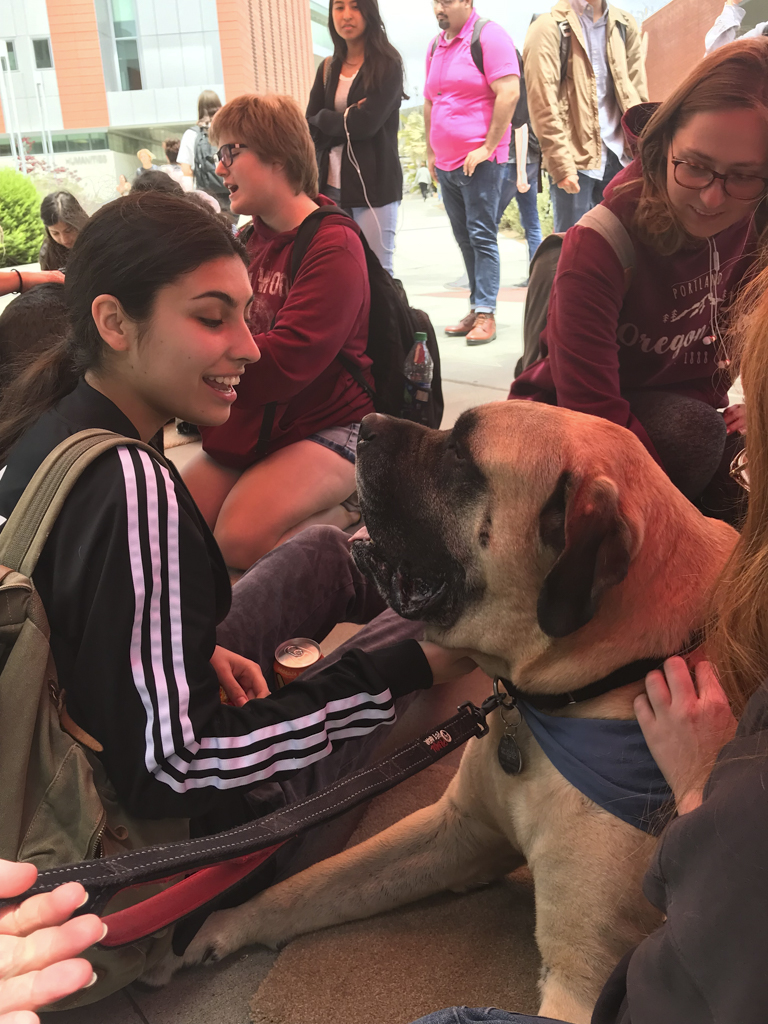 Bosley the English Mastiff from Love on a Leash being a good loving therapy dog. May 14, 2018. Emily Whetstone/ The Telescope.
