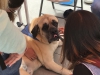 Bosley the English Mastiff from Love on a Leash being a good loving therapy dog. May 14, 2018. Emily Whetstone/ The Telescope.