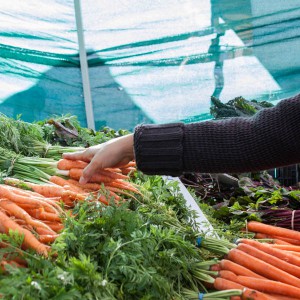 A shopper selects vegitables at the Vista Farmer's Market on January 24. Claudia Rodriguez/The Telescope