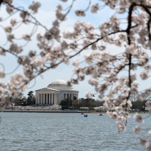 The Jefferson Memorial is seen across the Tidal Basin as Washington's famous cherry blossom trees reached peak bloom Friday just in time to provide a colorful finale to the city's spring festival, April 11, 2014 in Washington, DC.  (Olivier Douliery/Abaca Press/MCT)