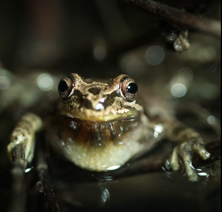 Video: Carmel Valley Preserve and Amphibians. (Belen Ladd/The Telescope)