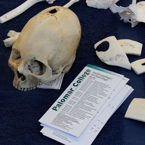 Palomar College offers an A.A. certificate in Anthropology along with more than 25 courses catering to Conservation and Archaeology. The bones featured on the table are plaster castings of real skeleton fragments found at archaeological sites worked on by the Anthropology department. (Michael Schulte/The Telescope)