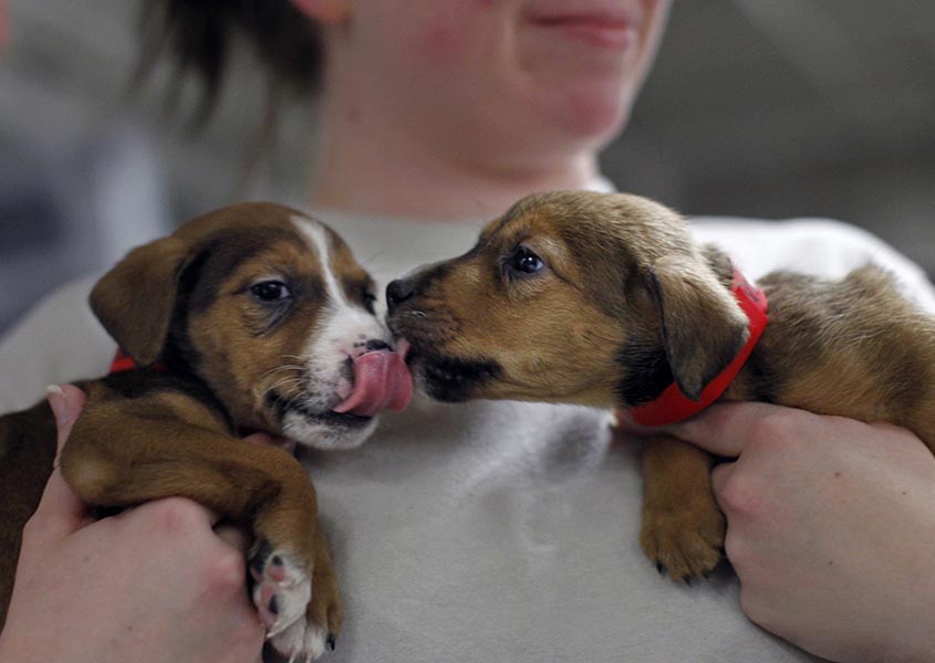A woman holds hold tan puppies with dark brown and white markings by her chest. The puppy on the right sniffs the other while the puppy on the left licks its own nose.
