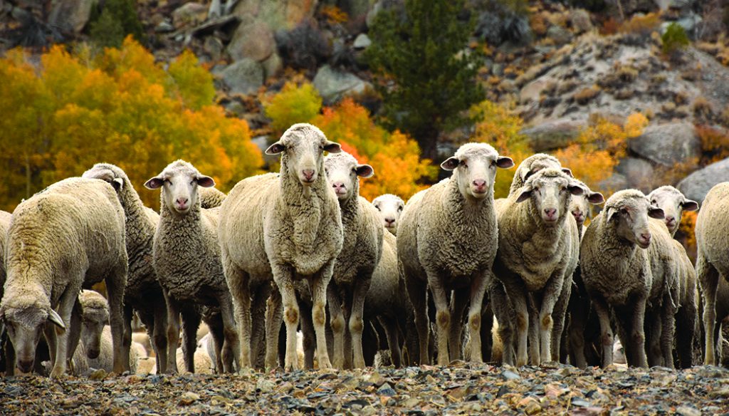 sheep_sierras