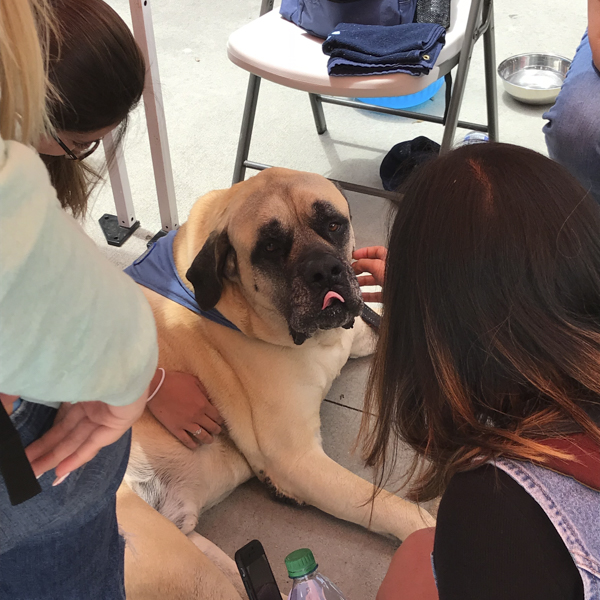 Bosley the English Mastiff from Love on a Leash being a good loving therapy dog. May 14, 2018. (Emily Whetstone/The Telescope.)