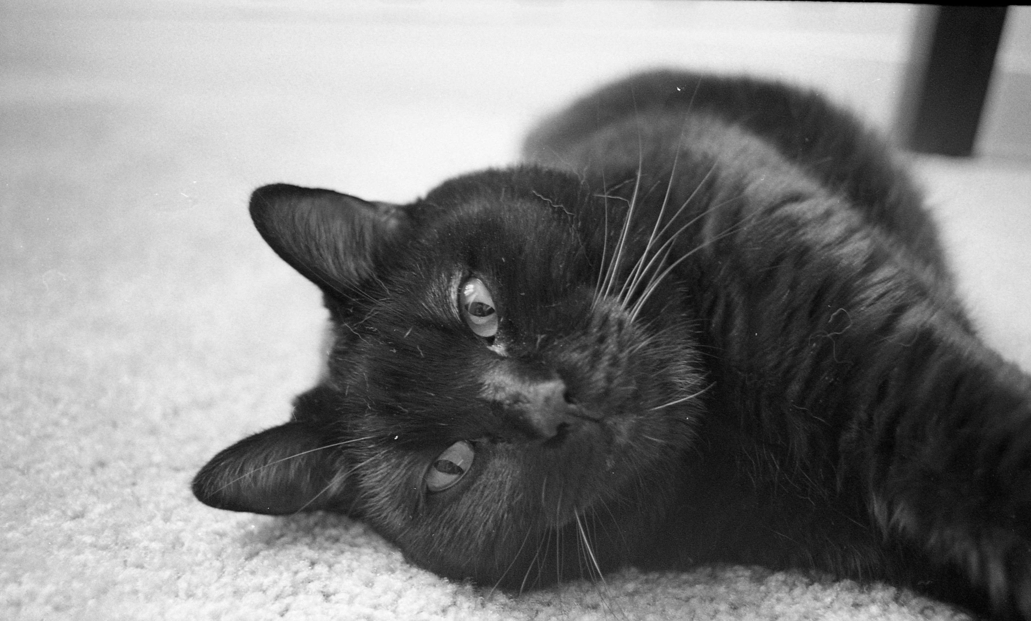 black cat (Aubree WeidMaier/The Telescope)