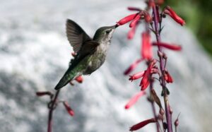 A green and gray hummingbird drinks nector from a think, dark pink tubular flower.