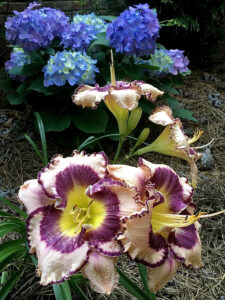 A pink and purple daylily is near a clump of blue flowers.